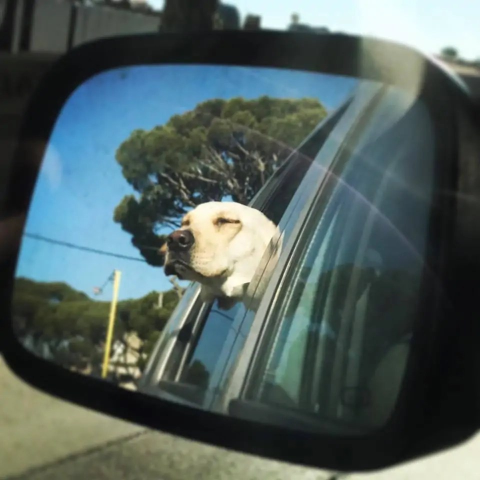 How to safely transport your pet in a vehicle – Bright Animals How to safely transport your pet in a vehicle – Bright Animals