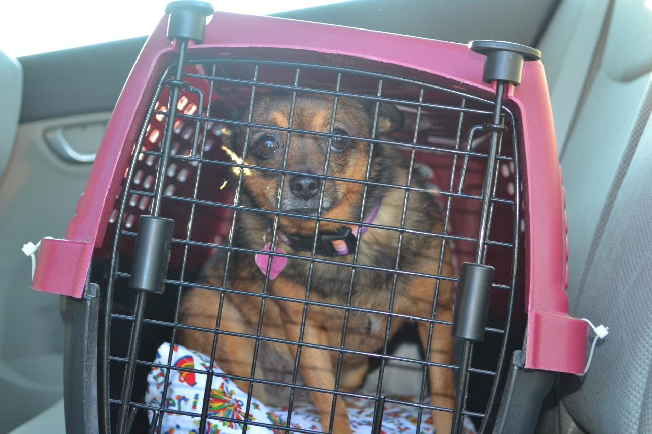 How to Transport Your Pets While Driving: Safety First How To Safely Transport Pets In A Vehicle
