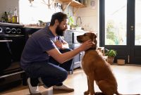 How Does Pet Insurance Work For Your Animals Explained